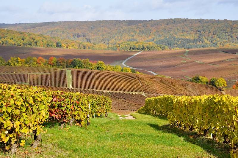 Os grandes vinhos tintos da Campânia